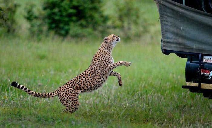 cheetah jumps into the jeep