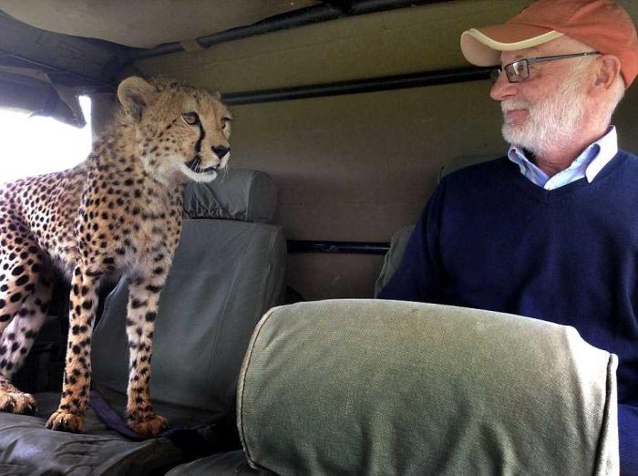 cheetah jumps into the jeep