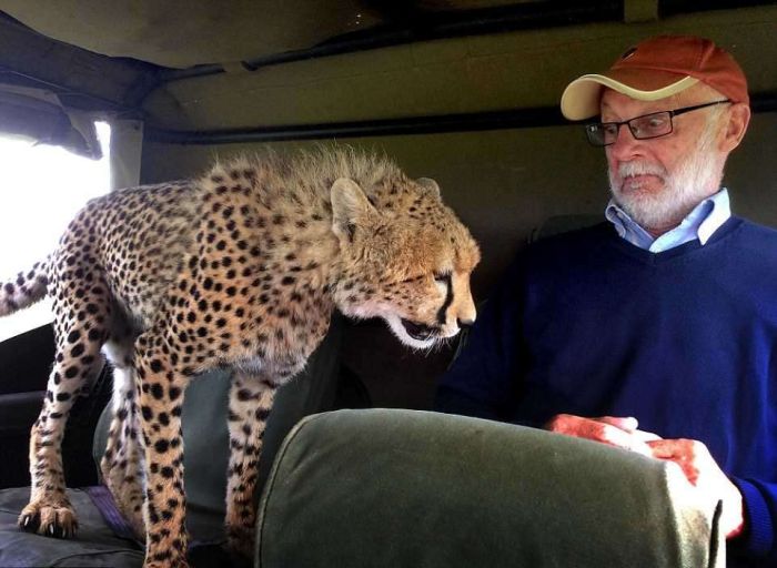 cheetah jumps into the jeep