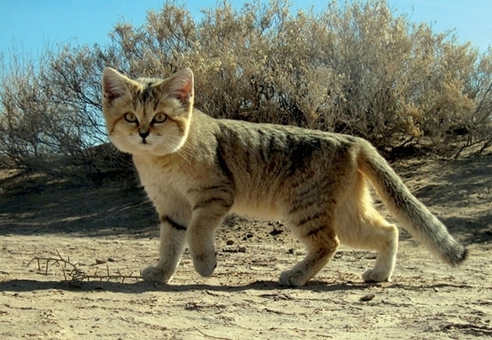 sand cat kitten