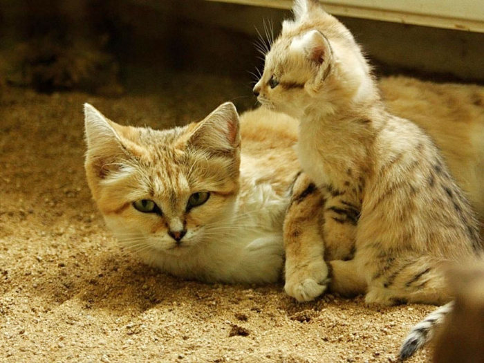 sand cat kitten