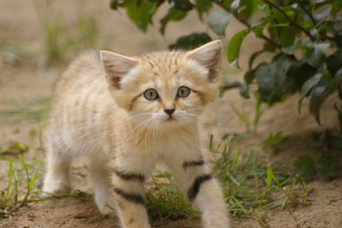 sand cat kitten