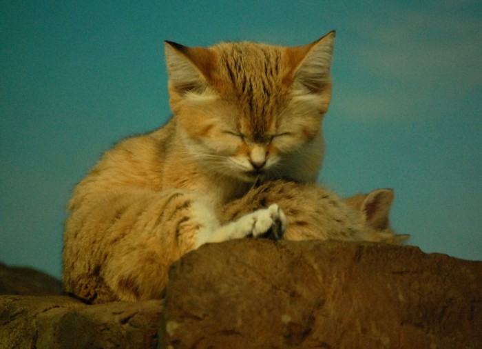 sand cat kitten