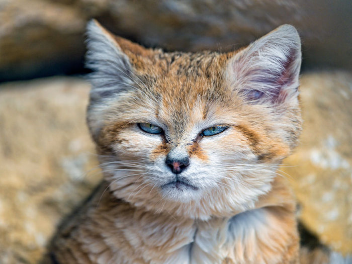 sand cat kitten