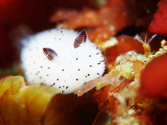 beautiful sea slug