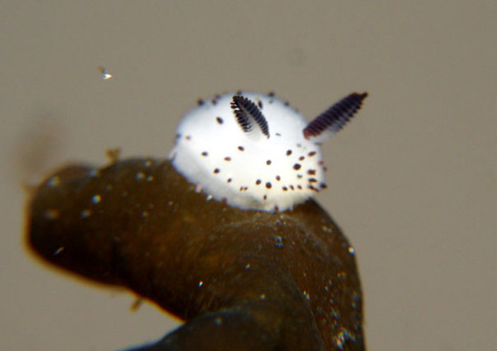 beautiful sea slug