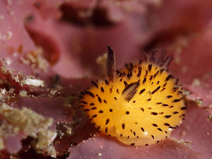 beautiful sea slug