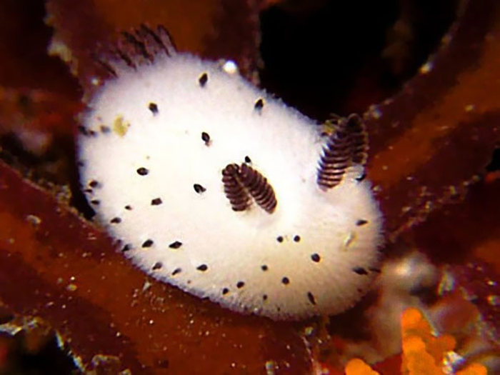 beautiful sea slug