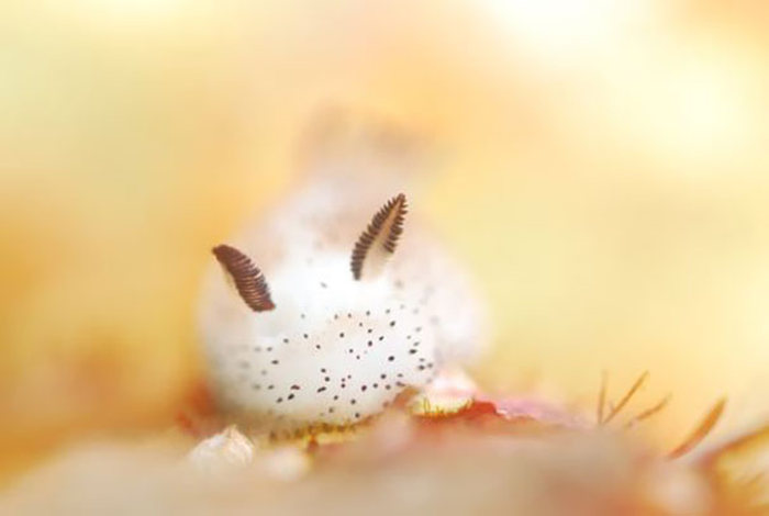 beautiful sea slug