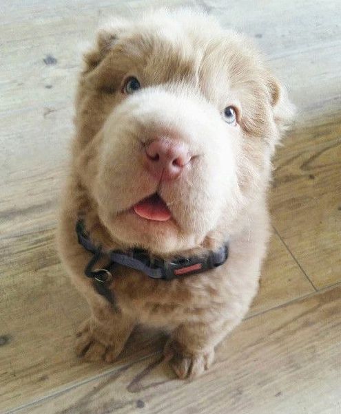 shar pei breed dog