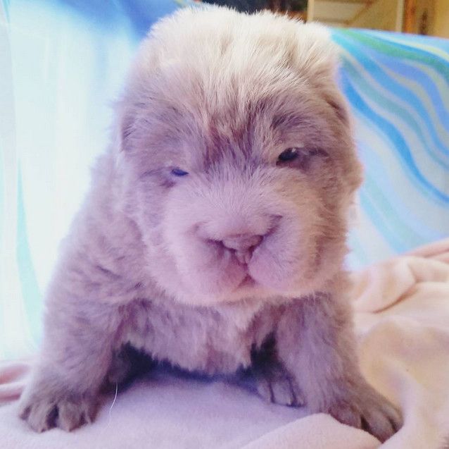 shar pei breed dog