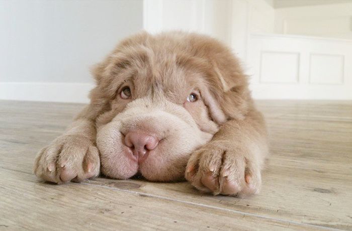 shar pei breed dog