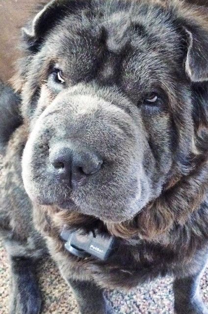 shar pei breed dog