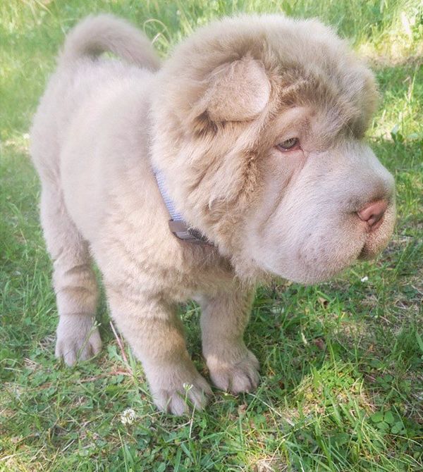 shar pei breed dog