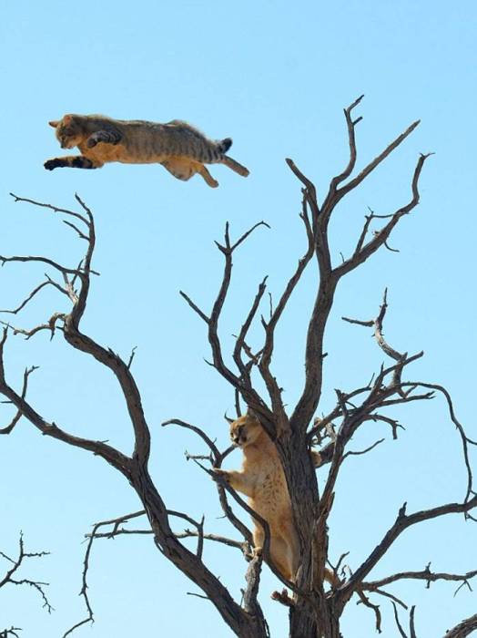 lynx hunting a cat