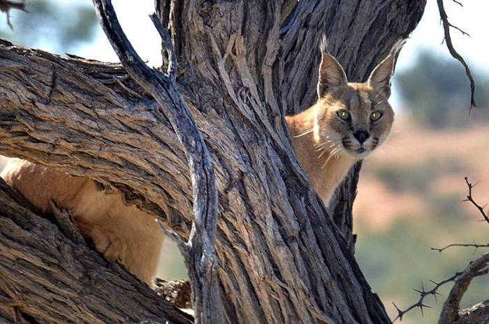 lynx hunting a cat