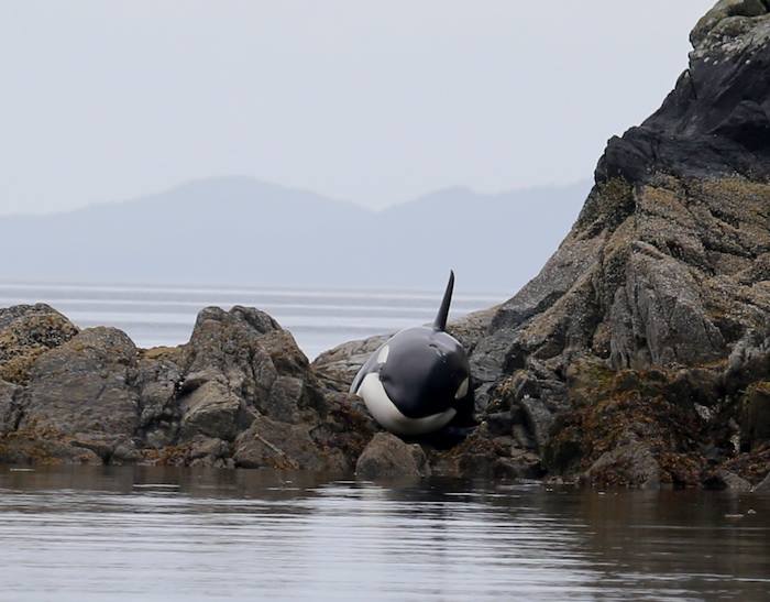 rescuing beached orca whale