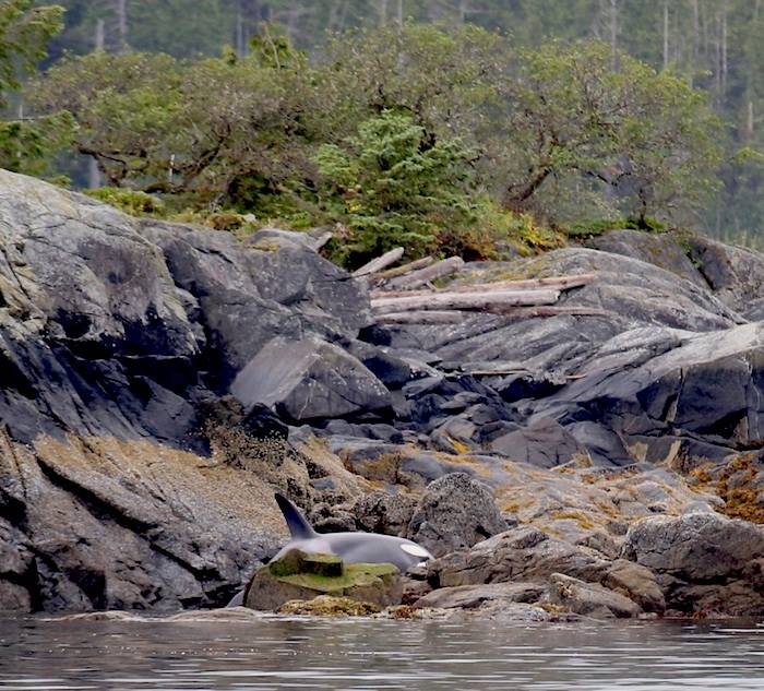 rescuing beached orca whale