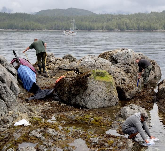 rescuing beached orca whale