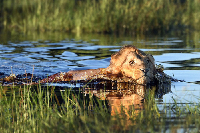 lion swimming in the pond