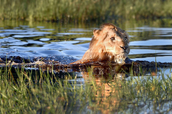 lion swimming in the pond