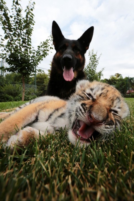 tiger cub raised by dogs