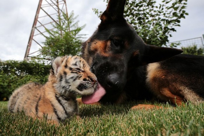 tiger cub raised by dogs