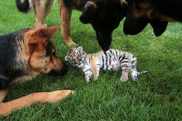 tiger cub raised by dogs