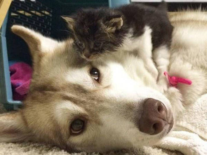 husky dog and the kitten