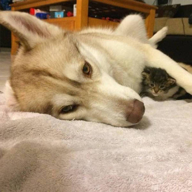 husky dog and the kitten