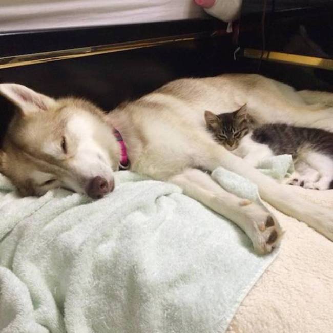 husky dog and the kitten