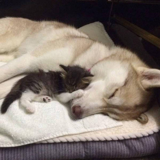 husky dog and the kitten
