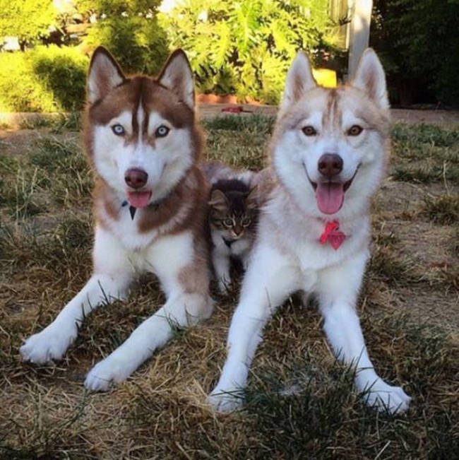 husky dog and the kitten