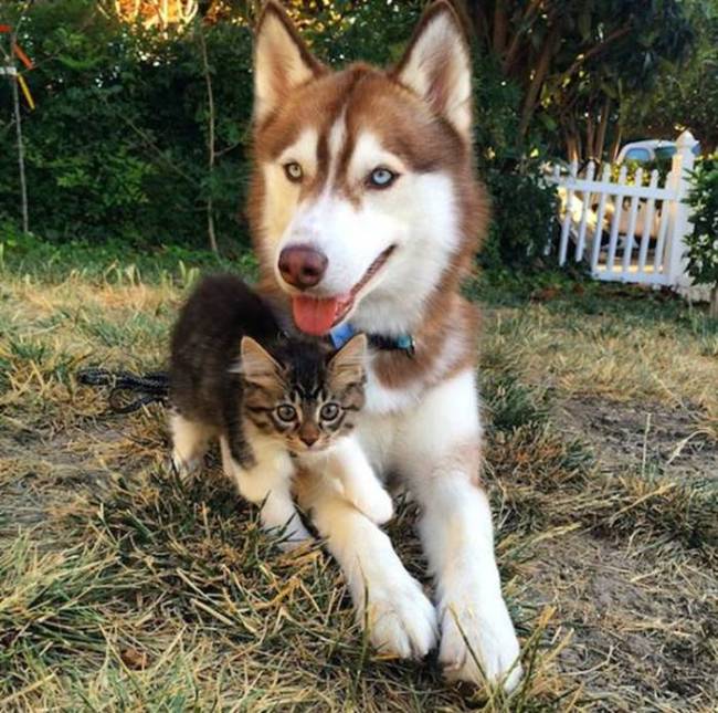 husky dog and the kitten