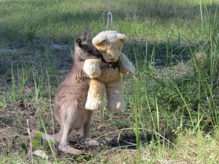 orphaned baby kangaroo with a teddy bear