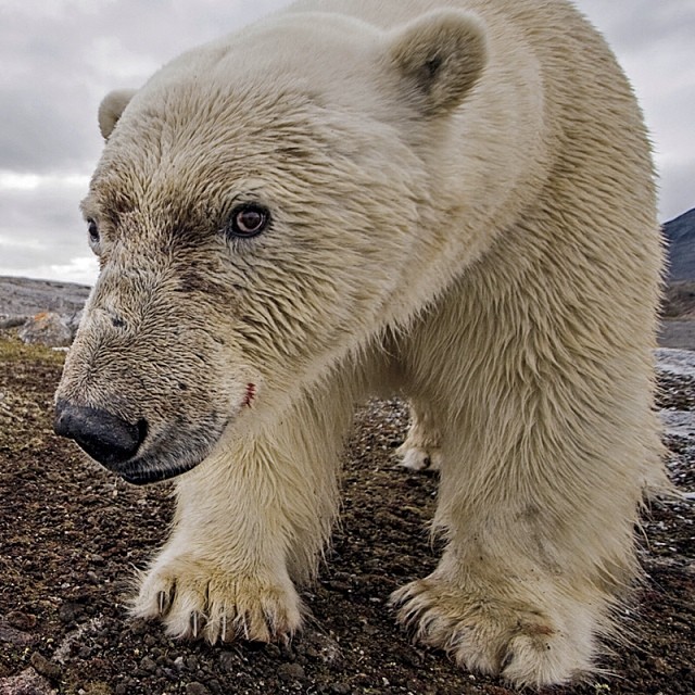 animal photography