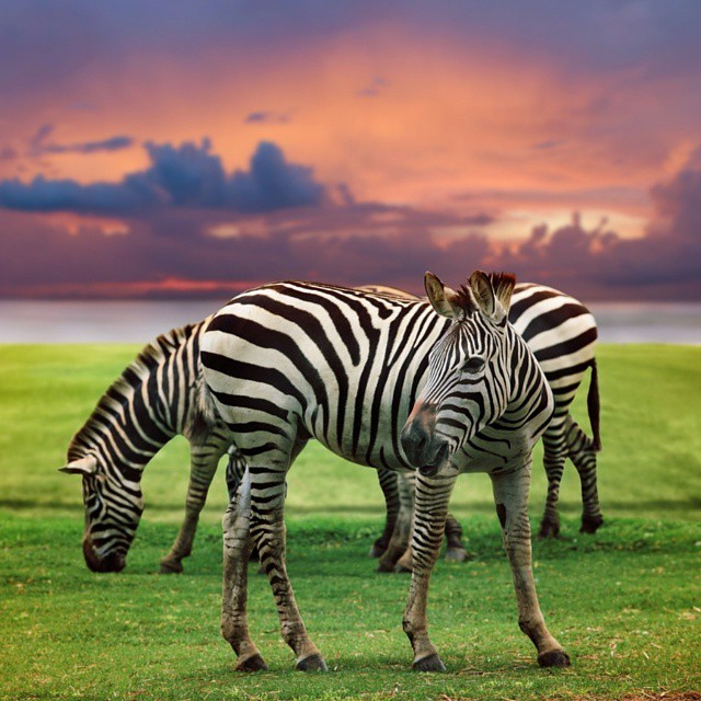 animal photography