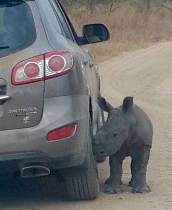baby rhino searching for his mother