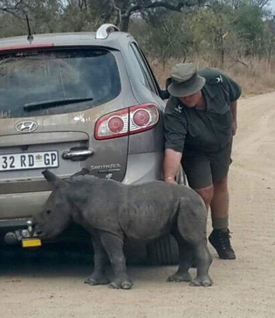 baby rhino searching for his mother