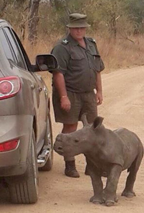 baby rhino searching for his mother