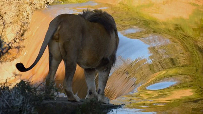 lion falls down to a waterfall