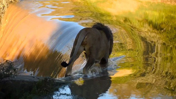 lion falls down to a waterfall