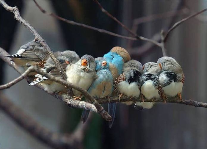 birds cuddling