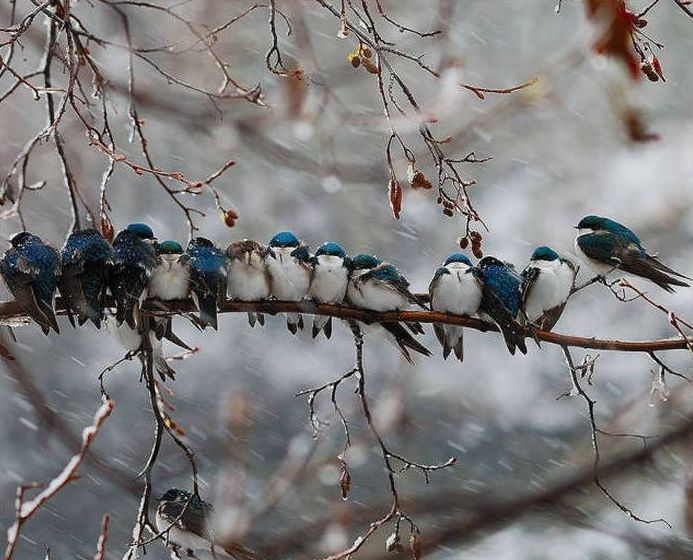 birds cuddling