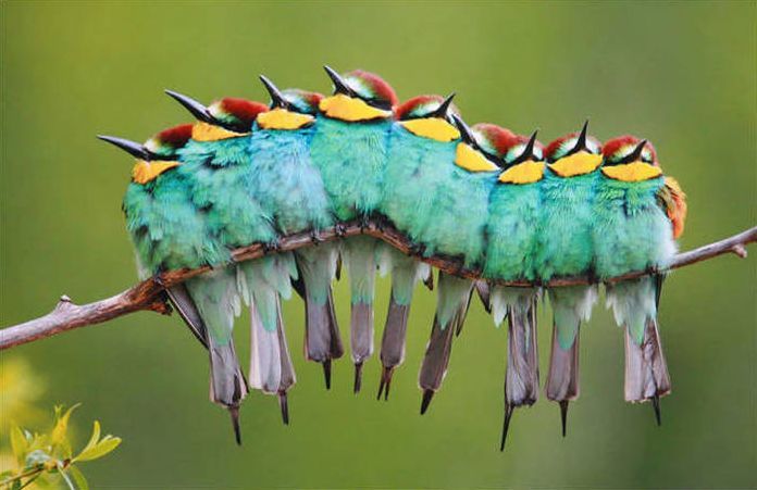 birds cuddling