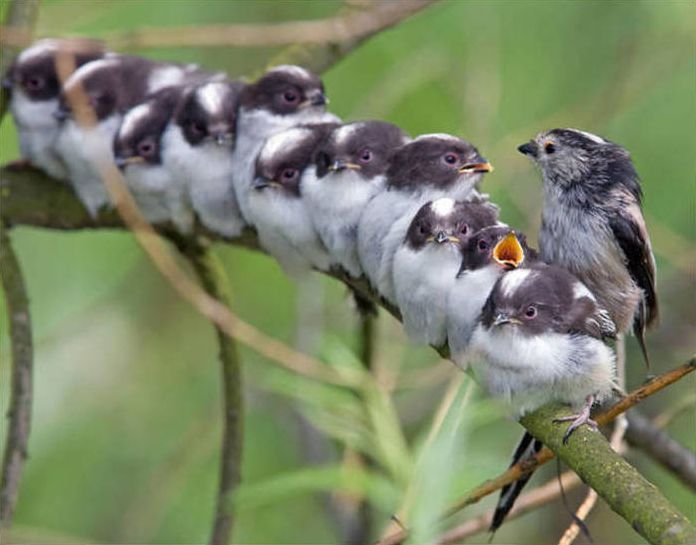 birds cuddling