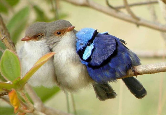 birds cuddling