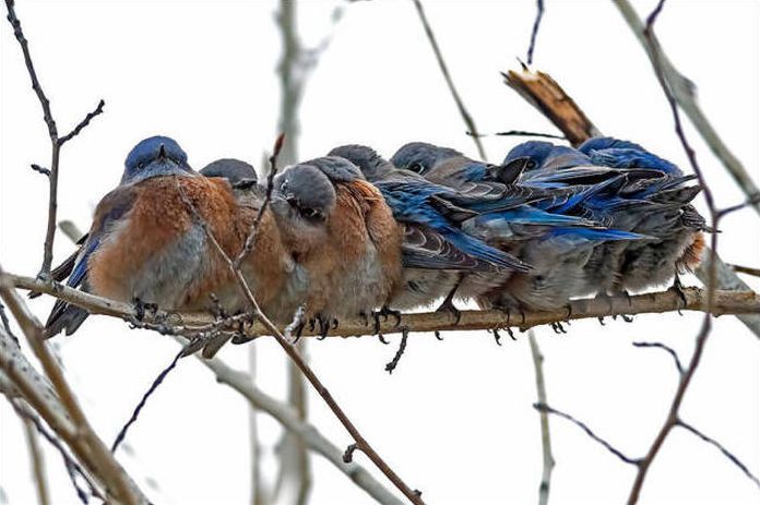 birds cuddling