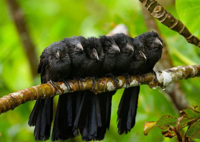 birds cuddling