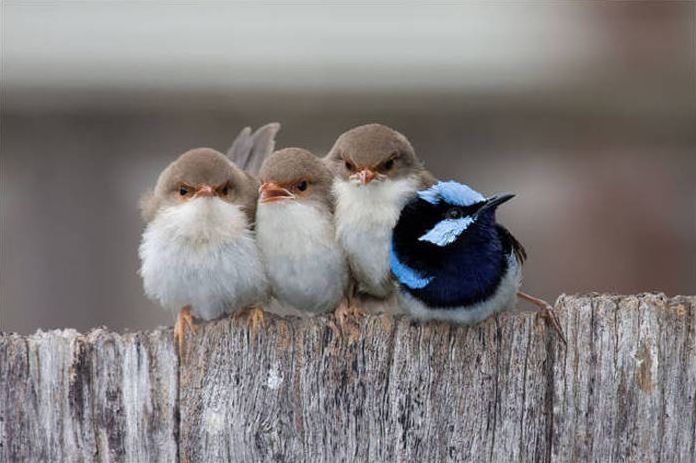 birds cuddling